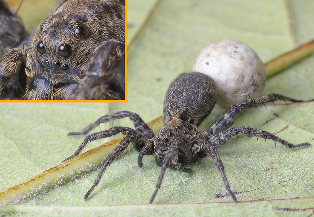 Ragno lupo siciliano con ooteca: Pardosa sp. (Lycosidae)